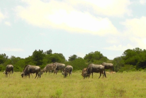 Port Elizabeth: Schotia Safaris Game Reserve Safari