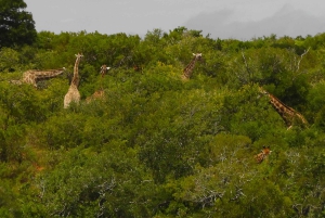 Port Elizabeth: Schotia Safaris Game Reserve Safari