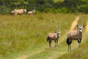 Port Elizabeth: Schotia Safaris Game Reserve Safari