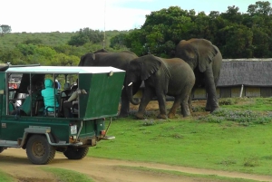 Port Elizabeth: Schotia Safaris Game Reserve Safari