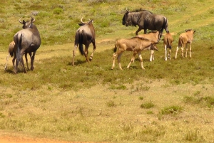 Port Elizabeth: Schotia Safaris Game Reserve Safari