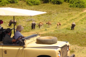 Port Elizabeth: Schotia Safaris Game Reserve Safari