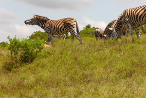 Port Elizabeth: Schotia Safaris Game Reserve Safari