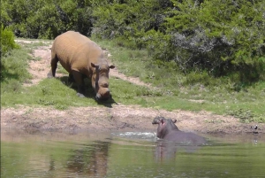 Port Elizabeth: Schotia Safaris Game Reserve Safari