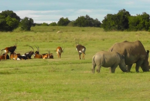 Port Elizabeth: Schotia Safaris Game Reserve Safari
