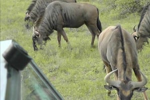 Port Elizabeth: 2-dniowe safari w Parku Słoni Addo