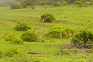 Port Elizabeth: 2-dniowe safari w Parku Słoni Addo