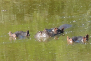 Port Elizabeth: Schotia Safaris Game Reserve Safari