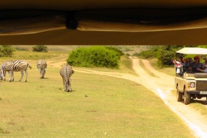 Port Elizabeth: Schotia Safaris Game Reserve Safari