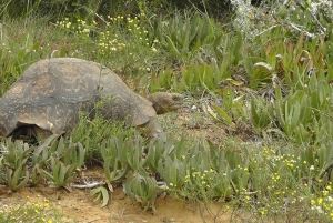 Port Elizabeth: Schotia Safaris Game Reserve Safari