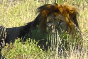 Port Elizabeth: Schotia Safaris Game Reserve Safari