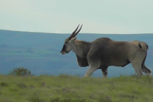 Port Elizabeth: Schotia Safaris Game Reserve Safari