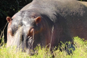 Port Elizabeth: Schotia Safaris Game Reserve Safari
