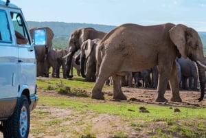 Port Elizabeth Shore Excursion: Addo Elephant Park Safari