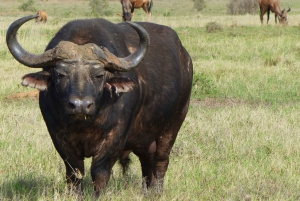 Porto Elizabeth: Excursão em terra para o Safári no Addo Elephant Park