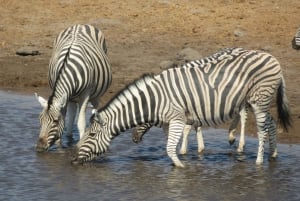 Port Elizabeth: Shore Excursion to Addo Elephant Park Safari