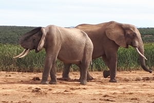 Port Elizabeth: Shore Excursion to Addo Elephant Park Safari