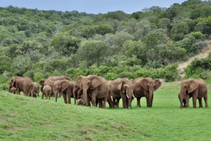 Port Elizabeth: Escursione a terra all'Addo Elephant Park Safari