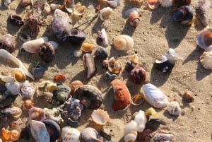 Port Elizabeth: escursione panoramica lungo la costa