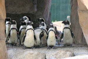 Port Elizabeth: escursione panoramica lungo la costa