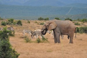 Port Elizabeth: Landudflugt til Addo Elefantpark Safari