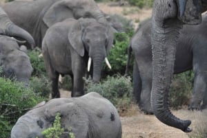 Port Elizabeth: Wycieczka na ląd do Parku Słoni Addo Safari