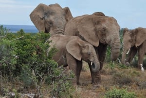 Port Elizabeth : Excursion à terre au Addo Elephant Park Safari