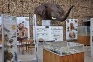 Puerto Elizabeth: Excursión a tierra al Safari al Parque de Elefantes de Addo