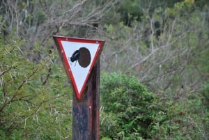 Porto Elizabeth: Excursão em terra para o Safári no Addo Elephant Park