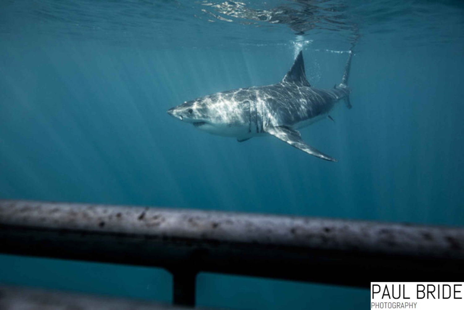 Port Elizabeth, South Africa, Great White shark cage diving