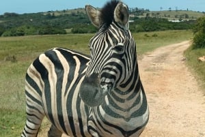 Port Elizabeth: Sundays River Cruise en Kragga Kamma