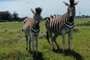 Port Elizabeth: Sundays River Cruise en Kragga Kamma