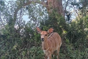 Port Elizabeth: Sundays River Cruise en Kragga Kamma