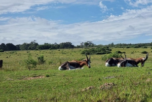 Port Elizabeth: Sundays River Cruise en Kragga Kamma
