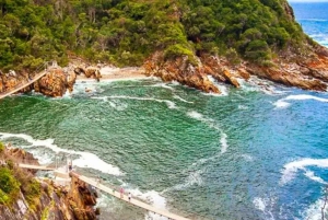 Port Elizabeth: Tsitsikama National Park full-day