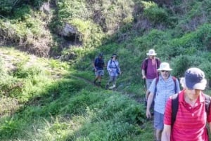 Port Elizabeth: Tsitsikama National Park full-day