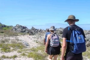 Port Elizabeth: Tsitsikama National Park full-day