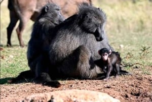 Port Elizabeth: Tsitsikama National Park full-day