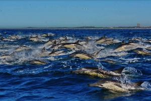 Port Elizabeth: Whale, Dolphin and Penguin Boat Cruise