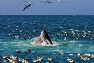 Port Elizabeth: Whale, Dolphin and Penguin Boat Cruise