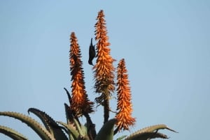 Port Elizabeth: Wildside Scenic Coastal Drive Full-Day Tour