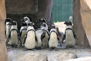 Port Elizabeth: Wildside Scenic Coastal Drive Full-Day Tour