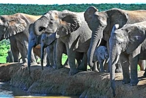 Port Elizabheth: Addo Elefantpark privat safari