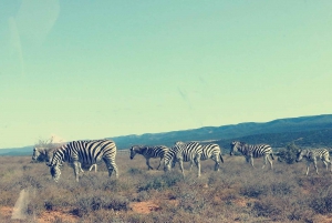 Port Elizabheth: Safari privato al Parco degli Elefanti di Addo