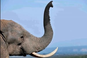 Port Elizabheth: Addo Elephant Park Private Safari