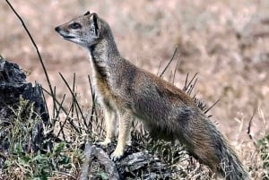 Port Elizabheth: Safari privato al Parco degli Elefanti di Addo