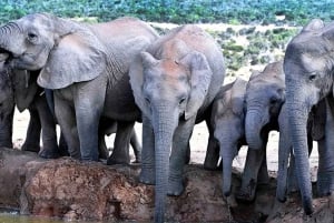 Port Elizabheth: Addo Elephant Park Private Safari