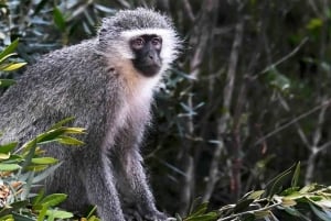 Port Elizabheth: Safari privato al Parco degli Elefanti di Addo