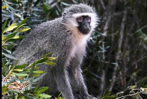 Port Elizabheth: Addo Olifantenpark privé-safari