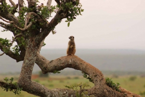 Privat Addo Elephant National Park heldagstur med guide